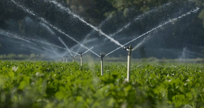 Plant Irrigation Installation in Honolulu, HI